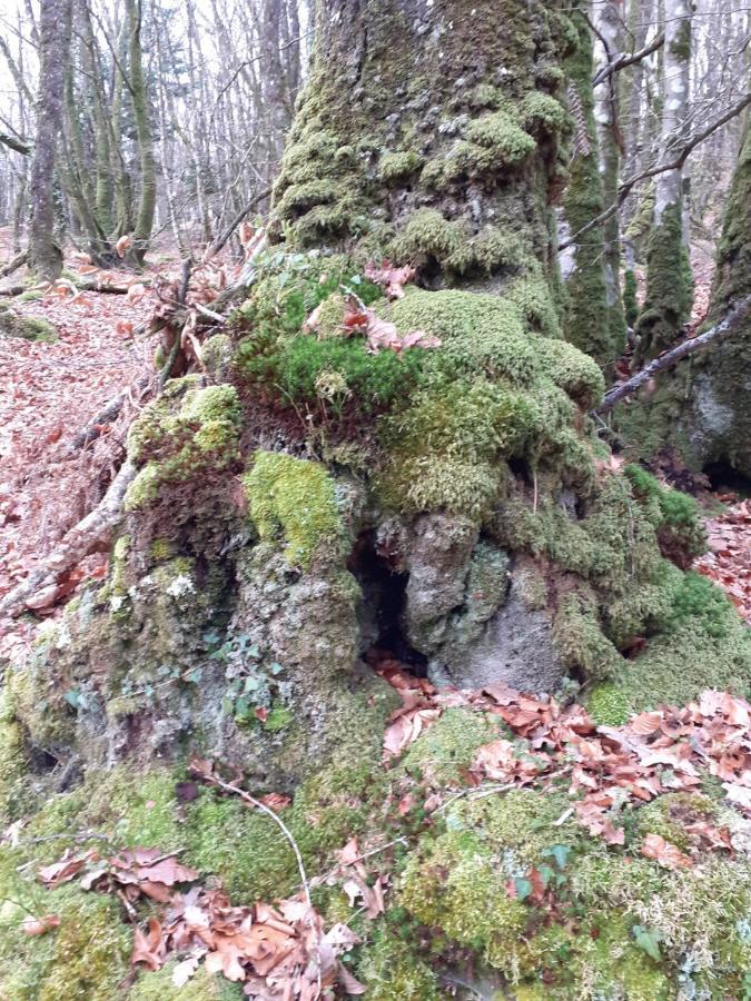 Locarn Lodge, Goas Rep Kültér fotó